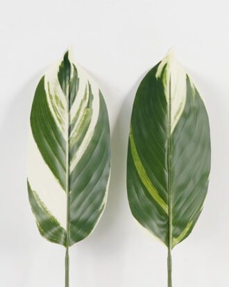 Artificial Plant 16*87cm Leaf single stem GS-66423055CONTI-SET-G1 Leaves&Sprays&Foliages YeahFlower is one of Chinese leading OEM manufacturers and exporters , supplying the silk flowers, wholesale artificial trees Artificial Plant 16*87cm Leaf single stem GS-66423055CONTI-SET-G1 Leaves&Sprays&Foliages YeahFlower is one of Chinese leading OEM manufacturers and exporters , supplying the silk flowers, wholesale artificial trees
