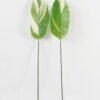 Artificial Plant Leaf single stem GS-66423055CONTI-SET-G2 Artificial Plant 16*87cm Leaf single stem GS-66423055CONTI-SET-G2 Leaves&Sprays&Foliages YeahFlower is one of Chinese leading OEM manufacturers and exporters , supplying the silk flowers, wholesale artificial trees