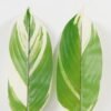 Artificial Plant Leaf single stem GS-66423055CONTI-SET-G2_1 Artificial Plant 16*87cm Leaf single stem GS-66423055CONTI-SET-G2 Leaves&Sprays&Foliages YeahFlower is one of Chinese leading OEM manufacturers and exporters , supplying the silk flowers, wholesale artificial trees
