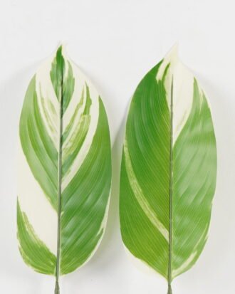 Artificial Plant 16*87cm Leaf single stem GS-66423055CONTI-SET-G2 Leaves&Sprays&Foliages YeahFlower is one of Chinese leading OEM manufacturers and exporters , supplying the silk flowers, wholesale artificial trees Artificial Plant 16*87cm Leaf single stem GS-66423055CONTI-SET-G2 Leaves&Sprays&Foliages YeahFlower is one of Chinese leading OEM manufacturers and exporters , supplying the silk flowers, wholesale artificial trees