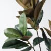 Artificial Plant 46*46*136cm Magnolia leaf *3 GS-31323009CONTI Leaves&Sprays&Foliages YeahFlower is one of Chinese leading OEM manufacturers and exporters , supplying the silk flowers, wholesale artificial trees