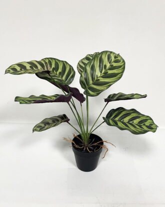 Artificial Table Plants 40cm Leaf *9 bush GS-46723026CONTI-G4 Potted Flowers&Plants YeahFlower is one of Chinese leading OEM manufacturers and exporters , supplying the silk flowers, wholesale artificial trees Artificial Table Plants 40cm Leaf *9 bush GS-46723026CONTI-G4 Potted Flowers&Plants YeahFlower is one of Chinese leading OEM manufacturers and exporters , supplying the silk flowers, wholesale artificial trees