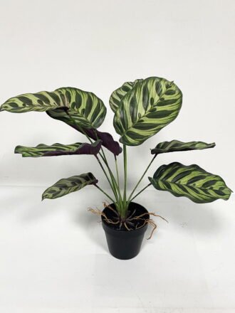 Artificial Table Plants 40cm Monstera *9 bush GS-46723024CONTI Potted Flowers&Plants 3,000+ sqm showroom with thousands of artificial flowers, plants & trees ready for global sourcing.