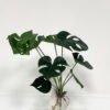 Artificial Table Plants 40cm Monstera 9 bush GS-46723024CONTI_1 Artificial Table Plants 40cm Monstera *9 bush GS-46723024CONTI Potted Flowers&Plants YeahFlower is one of Chinese leading OEM manufacturers and exporters , supplying the silk flowers, wholesale artificial trees