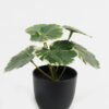 Artificial Table Plants 15*12*16cm Begonia leaf in PP pot GS-03323109-G2 Potted Flowers&Plants YeahFlower is one of Chinese leading OEM manufacturers and exporters , supplying the silk flowers, wholesale artificial trees