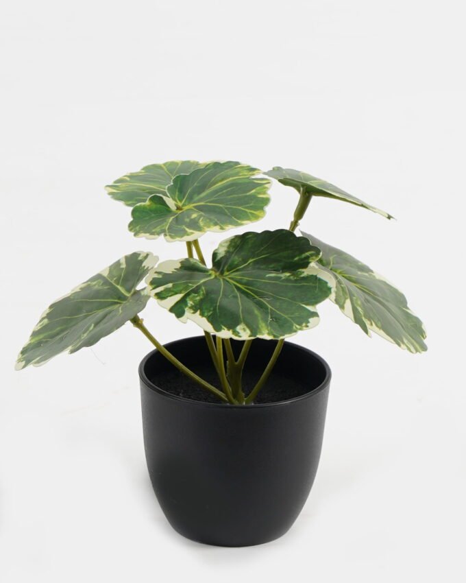 Artificial Table Plants 15*12*16cm Begonia leaf in PP pot GS-03323109-G2 Potted Flowers&Plants YeahFlower is one of Chinese leading OEM manufacturers and exporters , supplying the silk flowers, wholesale artificial trees
