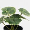 Artificial Table Plants 15*12*16cm Begonia leaf in PP pot GS-03323109-G2 Potted Flowers&Plants YeahFlower is one of Chinese leading OEM manufacturers and exporters , supplying the silk flowers, wholesale artificial trees