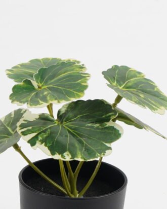 Artificial Table Plants 15*12*16cm Begonia leaf in PP pot GS-03323109-G2 Potted Flowers&Plants YeahFlower is one of Chinese leading OEM manufacturers and exporters , supplying the silk flowers, wholesale artificial trees Artificial Table Plants 15*12*16cm Begonia leaf in PP pot GS-03323109-G2 Potted Flowers&Plants YeahFlower is one of Chinese leading OEM manufacturers and exporters , supplying the silk flowers, wholesale artificial trees