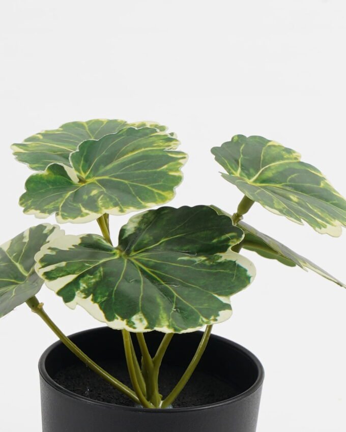 Artificial Table Plants 15*12*16cm Begonia leaf in PP pot GS-03323109-G2 Potted Flowers&Plants YeahFlower is one of Chinese leading OEM manufacturers and exporters , supplying the silk flowers, wholesale artificial trees