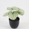 Artificial Table Plants 15*12*16cm Begonia leaf in PP pot GS-03323109-G3 Potted Flowers&Plants YeahFlower is one of Chinese leading OEM manufacturers and exporters , supplying the silk flowers, wholesale artificial trees
