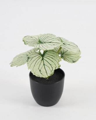 Artificial Table Plants 15*12*16cm Begonia leaf in PP pot GS-03323109-G3 Potted Flowers&Plants YeahFlower is one of Chinese leading OEM manufacturers and exporters , supplying the silk flowers, wholesale artificial trees Artificial Table Plants 15*12*16cm Begonia leaf in PP pot GS-03323109-G3 Potted Flowers&Plants YeahFlower is one of Chinese leading OEM manufacturers and exporters , supplying the silk flowers, wholesale artificial trees
