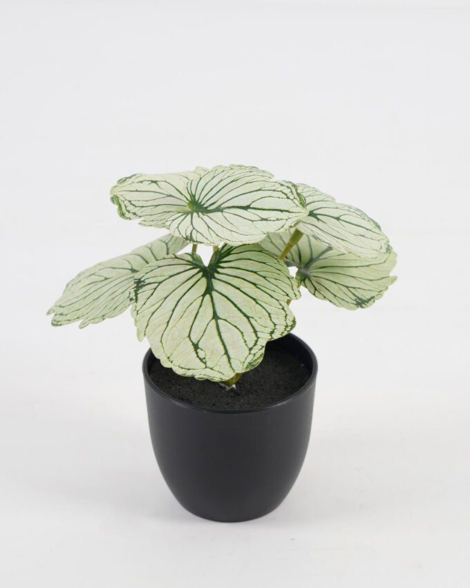 Artificial Table Plants 15*12*16cm Begonia leaf in PP pot GS-03323109-G3 Potted Flowers&Plants YeahFlower is one of Chinese leading OEM manufacturers and exporters , supplying the silk flowers, wholesale artificial trees