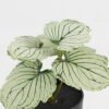 Artificial Table Plants 15*12*16cm Begonia leaf in PP pot GS-03323109-G3 Potted Flowers&Plants YeahFlower is one of Chinese leading OEM manufacturers and exporters , supplying the silk flowers, wholesale artificial trees
