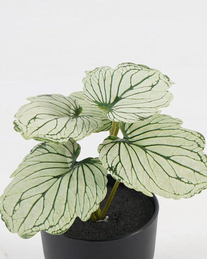 Artificial Table Plants 15*12*16cm Begonia leaf in PP pot GS-03323109-G3 Potted Flowers&Plants YeahFlower is one of Chinese leading OEM manufacturers and exporters , supplying the silk flowers, wholesale artificial trees