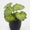 Artificial Table Plants Begonia leaf in PP pot GS-03323109-G4_1 Artificial Table Plants 15*12*16cm Begonia leaf in PP pot GS-03323109-G4 Potted Flowers&Plants YeahFlower is one of Chinese leading OEM manufacturers and exporters , supplying the silk flowers, wholesale artificial trees