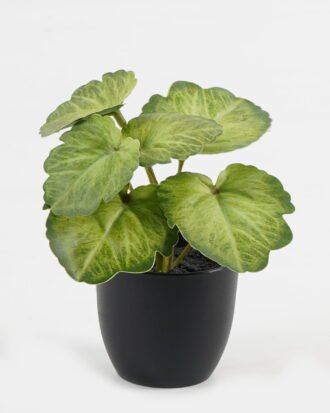 Artificial Table Plants 15*12*16cm Begonia leaf in PP pot GS-03323109-G4 Potted Flowers&Plants YeahFlower is one of Chinese leading OEM manufacturers and exporters , supplying the silk flowers, wholesale artificial trees Artificial Table Plants 15*12*16cm Begonia leaf in PP pot GS-03323109-G4 Potted Flowers&Plants YeahFlower is one of Chinese leading OEM manufacturers and exporters , supplying the silk flowers, wholesale artificial trees