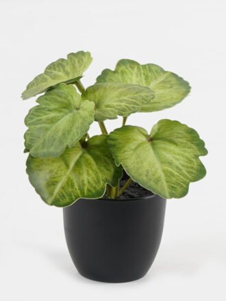 Artificial Table Plants 15*12*16cm Begonia leaf in PP pot GS-03323109-G2 Potted Flowers&Plants 3,000+ sqm showroom with thousands of artificial flowers, plants & trees ready for global sourcing.