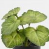 Artificial Table Plants Begonia leaf in PP pot GS-03323109-G4_3 Artificial Table Plants 15*12*16cm Begonia leaf in PP pot GS-03323109-G4 Potted Flowers&Plants YeahFlower is one of Chinese leading OEM manufacturers and exporters , supplying the silk flowers, wholesale artificial trees