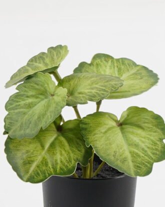 Artificial Table Plants 15*12*16cm Begonia leaf in PP pot GS-03323109-G4 Potted Flowers&Plants YeahFlower is one of Chinese leading OEM manufacturers and exporters , supplying the silk flowers, wholesale artificial trees Artificial Table Plants 15*12*16cm Begonia leaf in PP pot GS-03323109-G4 Potted Flowers&Plants YeahFlower is one of Chinese leading OEM manufacturers and exporters , supplying the silk flowers, wholesale artificial trees