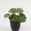 Artificial Table Plants 15*12*16cm Begonia leaf in PP pot GS-03323109-G5 Potted Flowers&Plants YeahFlower is one of Chinese leading OEM manufacturers and exporters , supplying the silk flowers, wholesale artificial trees