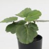 Artificial Table Plants 15*12*16cm Begonia leaf in PP pot GS-03323109-G5 Potted Flowers&Plants YeahFlower is one of Chinese leading OEM manufacturers and exporters , supplying the silk flowers, wholesale artificial trees