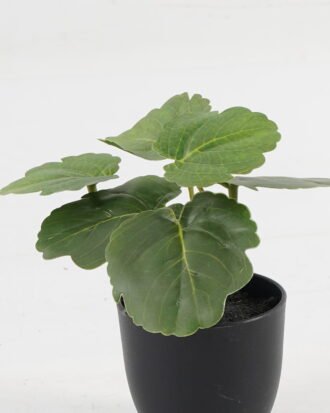 Artificial Table Plants 15*12*16cm Begonia leaf in PP pot GS-03323109-G5 Potted Flowers&Plants YeahFlower is one of Chinese leading OEM manufacturers and exporters , supplying the silk flowers, wholesale artificial trees Artificial Table Plants 15*12*16cm Begonia leaf in PP pot GS-03323109-G5 Potted Flowers&Plants YeahFlower is one of Chinese leading OEM manufacturers and exporters , supplying the silk flowers, wholesale artificial trees