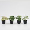 Artificial Table Plants 15*12*16cm Begonia leaf in PP pot GS-03323109 Potted Flowers&Plants YeahFlower is one of Chinese leading OEM manufacturers and exporters , supplying the silk flowers, wholesale artificial trees