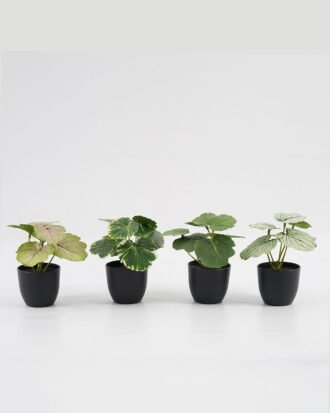 Artificial Table Plants 15*12*16cm Begonia leaf in PP pot GS-03323109 Potted Flowers&Plants YeahFlower is one of Chinese leading OEM manufacturers and exporters , supplying the silk flowers, wholesale artificial trees Artificial Table Plants 15*12*16cm Begonia leaf in PP pot GS-03323109 Potted Flowers&Plants YeahFlower is one of Chinese leading OEM manufacturers and exporters , supplying the silk flowers, wholesale artificial trees