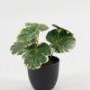 Artificial Table Plants 15*12*16cm Begonia leaf in PP pot GS-03323109 Potted Flowers&Plants YeahFlower is one of Chinese leading OEM manufacturers and exporters , supplying the silk flowers, wholesale artificial trees