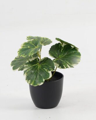 Artificial Table Plants 15*12*16cm Begonia leaf in PP pot GS-03323109 Potted Flowers&Plants YeahFlower is one of Chinese leading OEM manufacturers and exporters , supplying the silk flowers, wholesale artificial trees Artificial Table Plants 15*12*16cm Begonia leaf in PP pot GS-03323109 Potted Flowers&Plants YeahFlower is one of Chinese leading OEM manufacturers and exporters , supplying the silk flowers, wholesale artificial trees
