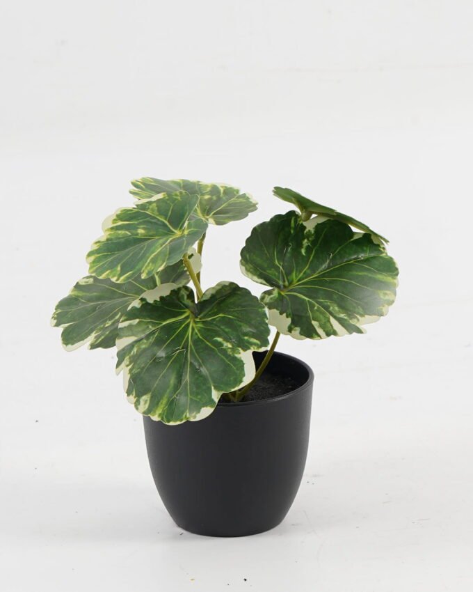 Artificial Table Plants 15*12*16cm Begonia leaf in PP pot GS-03323109 Potted Flowers&Plants YeahFlower is one of Chinese leading OEM manufacturers and exporters , supplying the silk flowers, wholesale artificial trees