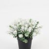 Artificial Table Plants 21*21*15cm Flower in PP pot GS-07023007KIK Potted Flowers&Plants YeahFlower is one of Chinese leading OEM manufacturers and exporters , supplying the silk flowers, wholesale artificial trees