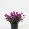 Artificial Table Plants Flower in PP pot GS-07023008KIK Artificial Table Plants 22*22*16cm Flower in PP pot GS-07023008KIK Potted Flowers&Plants YeahFlower is one of Chinese leading OEM manufacturers and exporters , supplying the silk flowers, wholesale artificial trees