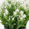 Artificial Table Plants Flower in PP pot GS-07023009KIK_6 Artificial Table Plants 18*18*18cm Flower in PP pot GS-07023009KIK Potted Flowers&Plants YeahFlower is one of Chinese leading OEM manufacturers and exporters , supplying the silk flowers, wholesale artificial trees