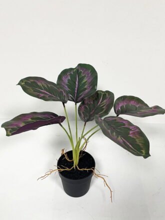 Artificial Table Plants  GS-46723047CONTI-G2 Potted Flowers&Plants 3,000+ sqm showroom with thousands of artificial flowers, plants & trees ready for global sourcing.