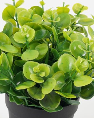 Artificial Table Plants 22*22*25cm Leaf in PP pot GS-07023010KIK Potted Flowers&Plants YeahFlower is one of Chinese leading OEM manufacturers and exporters , supplying the silk flowers, wholesale artificial trees Artificial Table Plants 22*22*25cm Leaf in PP pot GS-07023010KIK Potted Flowers&Plants YeahFlower is one of Chinese leading OEM manufacturers and exporters , supplying the silk flowers, wholesale artificial trees
