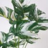 Artificial Table Plants Monstera in Ceramic pot GS-03323025_2 Artificial Table Plants 46*46*66cm Monstera in Ceramic pot GS-03323025 Potted Flowers&Plants YeahFlower is one of Chinese leading OEM manufacturers and exporters , supplying the silk flowers, wholesale artificial trees