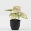 Artificial Table Plants 15*12*16cm Monstera in PP pot GS-03323105-G1 Potted Flowers&Plants YeahFlower is one of Chinese leading OEM manufacturers and exporters , supplying the silk flowers, wholesale artificial trees
