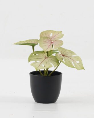 Artificial Table Plants 15*12*16cm Monstera in PP pot GS-03323105-G1 Potted Flowers&Plants YeahFlower is one of Chinese leading OEM manufacturers and exporters , supplying the silk flowers, wholesale artificial trees