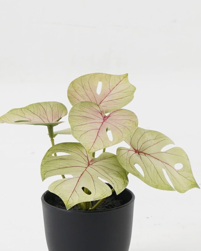 Artificial Table Plants 15*12*16cm Monstera in PP pot GS-03323105-G1 Potted Flowers&Plants YeahFlower is one of Chinese leading OEM manufacturers and exporters , supplying the silk flowers, wholesale artificial trees
