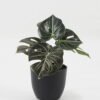 Artificial Table Plants 15*12*16cm Monstera in PP pot GS-03323105-G4 Potted Flowers&Plants YeahFlower is one of Chinese leading OEM manufacturers and exporters , supplying the silk flowers, wholesale artificial trees