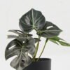 Artificial Table Plants 15*12*16cm Monstera in PP pot GS-03323105-G4 Potted Flowers&Plants YeahFlower is one of Chinese leading OEM manufacturers and exporters , supplying the silk flowers, wholesale artificial trees