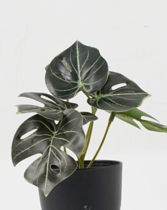 Artificial Table Plants 15*12*16cm Monstera in PP pot GS-03323105-G4 Potted Flowers&Plants YeahFlower is one of Chinese leading OEM manufacturers and exporters , supplying the silk flowers, wholesale artificial trees