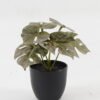 Artificial Table Plants 15*12*16cm Monstera in PP pot GS-03323105-G5 Potted Flowers&Plants YeahFlower is one of Chinese leading OEM manufacturers and exporters , supplying the silk flowers, wholesale artificial trees