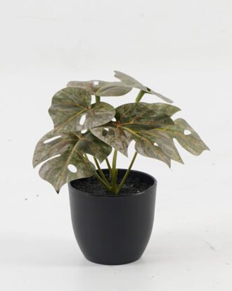 Artificial Table Plants 15*12*16cm Monstera in PP pot GS-03323105-G5 Potted Flowers&Plants YeahFlower is one of Chinese leading OEM manufacturers and exporters , supplying the silk flowers, wholesale artificial trees