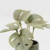 Artificial Table Plants 15*12*16cm Monstera in ceramic pot GS-03323106-G3 Potted Flowers&Plants YeahFlower is one of Chinese leading OEM manufacturers and exporters , supplying the silk flowers, wholesale artificial trees