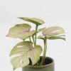 Artificial Table Plants 15*12*16cm Monstera in ceramic pot GS-03323106 Potted Flowers&Plants YeahFlower is one of Chinese leading OEM manufacturers and exporters , supplying the silk flowers, wholesale artificial trees
