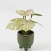 Artificial Table Plants 15*12*16cm Monstera in ceramic pot GS-03323106 Potted Flowers&Plants YeahFlower is one of Chinese leading OEM manufacturers and exporters , supplying the silk flowers, wholesale artificial trees