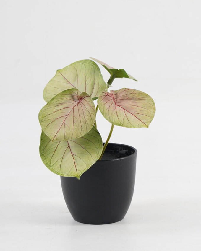 Artificial Table Plants 15*12*16cm Monstera in ceramic pot GS-03323106 Potted Flowers&Plants YeahFlower is one of Chinese leading OEM manufacturers and exporters , supplying the silk flowers, wholesale artificial trees