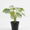 Artificial Table Plants Pilea peperomioides in PP pot GS-03323117-G3_3 Artificial Table Plants 25*25*26cm Pilea peperomioides in PP pot GS-03323117-G3 Potted Flowers&Plants YeahFlower is one of Chinese leading OEM manufacturers and exporters , supplying the silk flowers, wholesale artificial trees